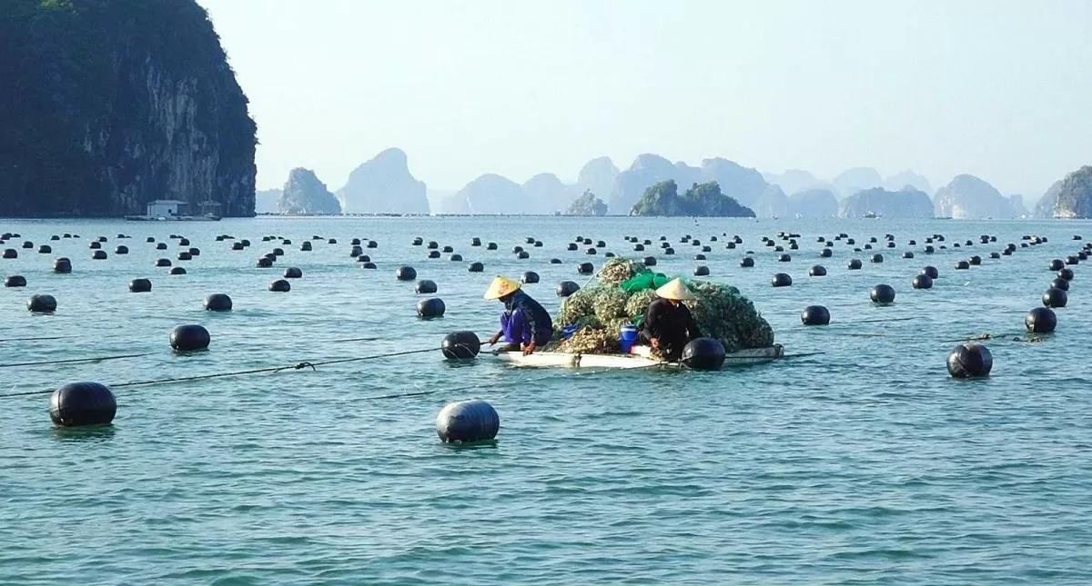 Vùng biển Quảng Ninh là nơi sinh sống của nhiều loài có giá trị, tạo ra cơ hội lớn cho phát triển nuôi trồng và đánh bắt thủy sản, đặc biệt phục vụ xuất khẩu, công nghiệp chế biến thực phẩm giá trị cao - Ảnh: Minh Đức