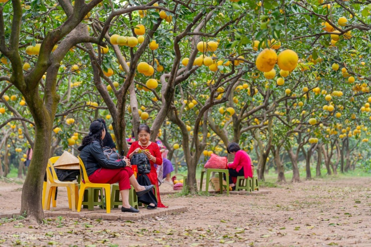 Vườn bưởi chín vàng hút khách chụp hình ở Hà Nội - 8