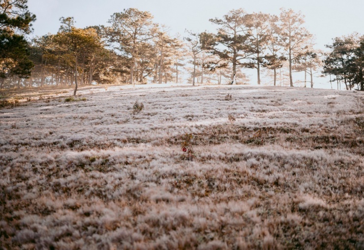 Cỏ trắng nhẹ tựa bông tuyết tạo cảm giác như bạn đang ở một nơi nào đó mùa đông đầy băng giá.