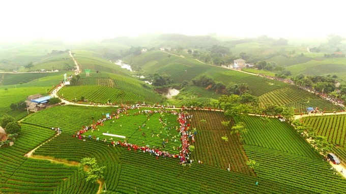 Đồi chè Tân Cương. Ảnh: Thainguyentourism