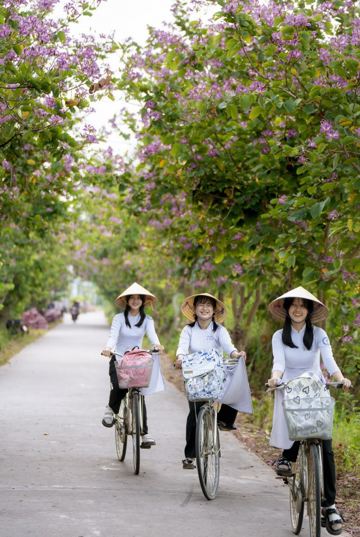 Về miền Tây, chụp hình với con đường hoa móng bò nở rộ - 2