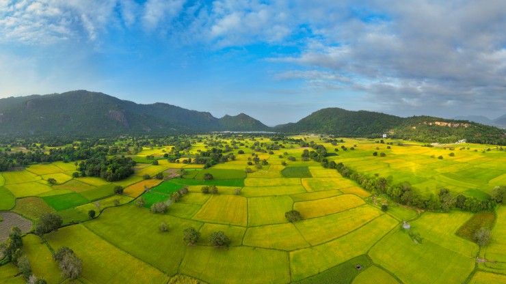 Mùa vàng ở An Giang - 1