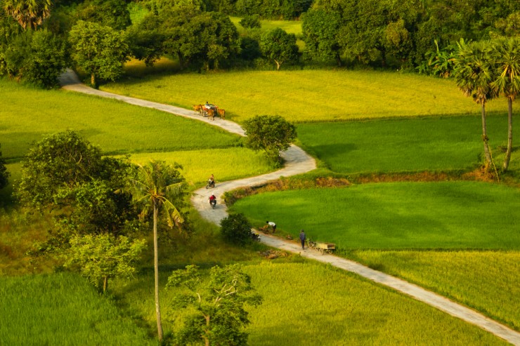 Mùa vàng ở An Giang - 2