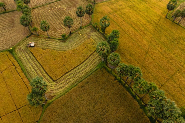 Mùa vàng ở An Giang - 5