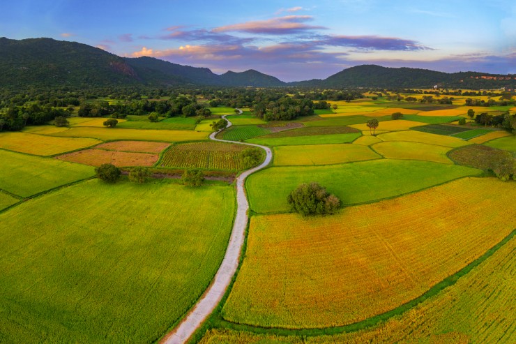 Mùa vàng ở An Giang - 6