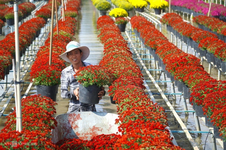 Nông dân tưới hoa hai lần mỗi ngày để hoa giữ được độ tươi và nở lâu. Năm nay cúc đỏ, cam, tím, xác pháo được nhiều hộ chọn trồng, thị trường hút hàng. Theo nhiều hộ trồng hoa mùa tết năm nay tiêu thụ ổn định hơn năm ngoái.