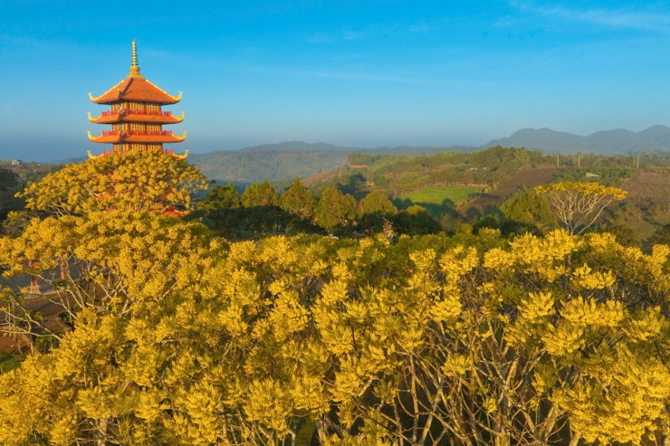 Mùa hoa Phật y tại Bát Nhã không chỉ mang đến quang cảnh đẹp đẽ, mà còn cho phép người thưởng lãm trải nghiệm hành trình trở về bên trong. Ảnh: Ngô Trần Hải An. 