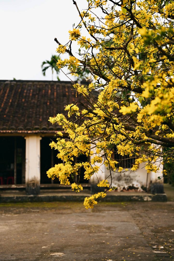 'Cụ mai' 80 tuổi nở rực rỡ bên nhà cổ ở Quảng Nam gây sốt mạng xã hội - 7