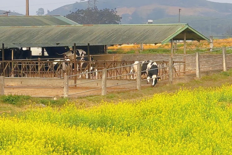 Giữa khung cảnh hoang sơ của cao nguyên, những cánh đồng cải vàng điểm tô cho Mộc Châu thêm phần rực rỡ.