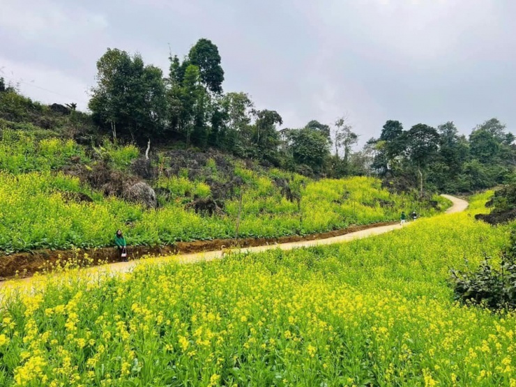 Hoa cải nhuộm vàng, cảnh sắc Suối Giàng, Yên Bái đẹp như tranh vẽ - 1