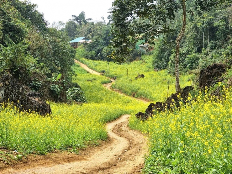 Hoa cải nhuộm vàng, cảnh sắc Suối Giàng, Yên Bái đẹp như tranh vẽ - 2